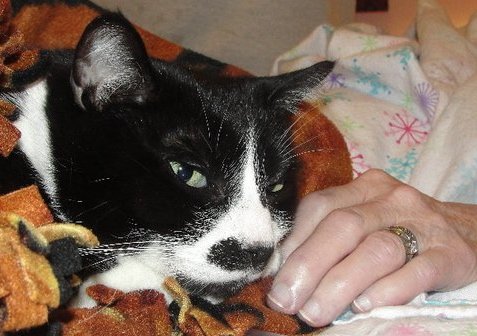 Carol H. Cogan - Photo 2