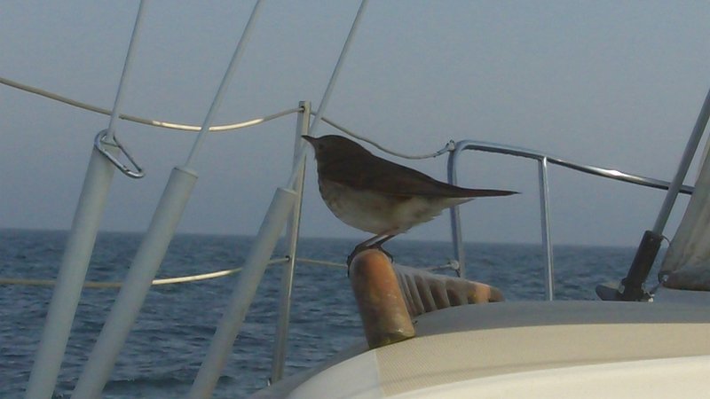 Robert Louis Lendvay - Photo 4