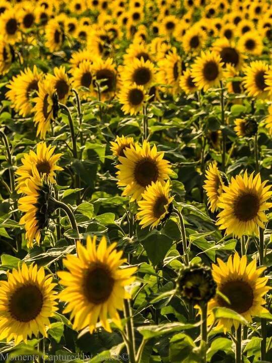 Martha V Zarletti - Photo 5