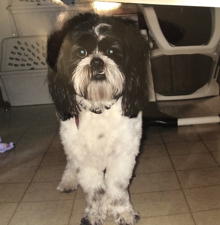 Joan Elizabeth Zarletti - Photo 11