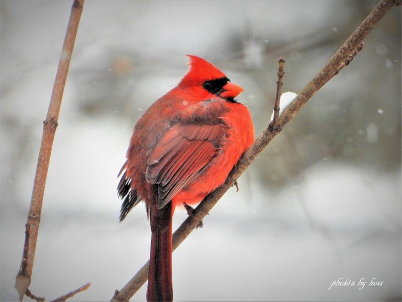 Helmut Fallak - Photo 29
