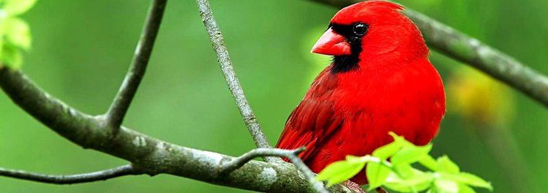 Tomasina Virginia Paradise - Photo 2