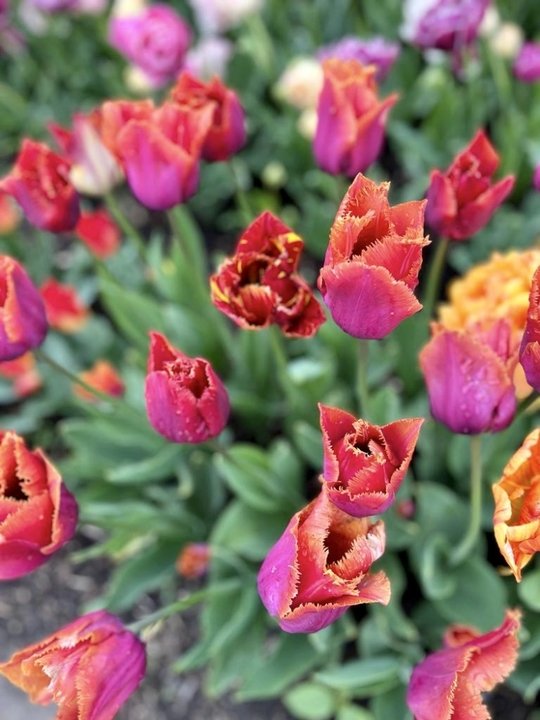 Leslie Lynn Kaldenberg-Perrizo - Photo 3