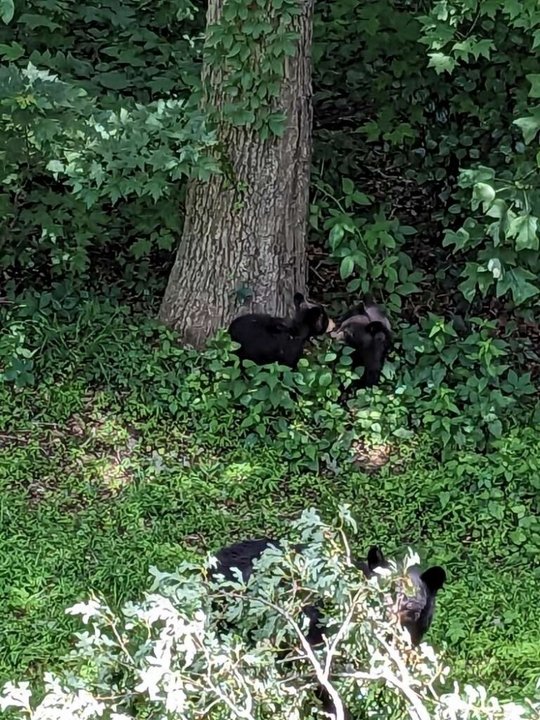 Donald Francis Friend - Photo 4