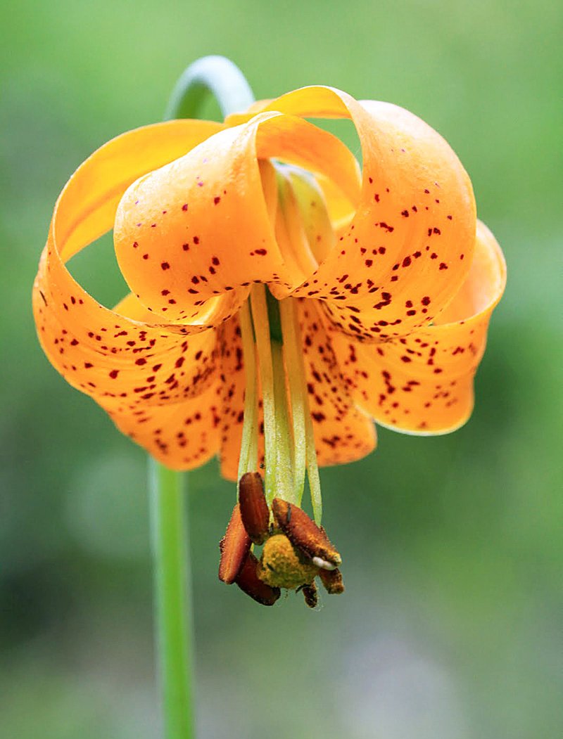 Pamela Michelle Werner