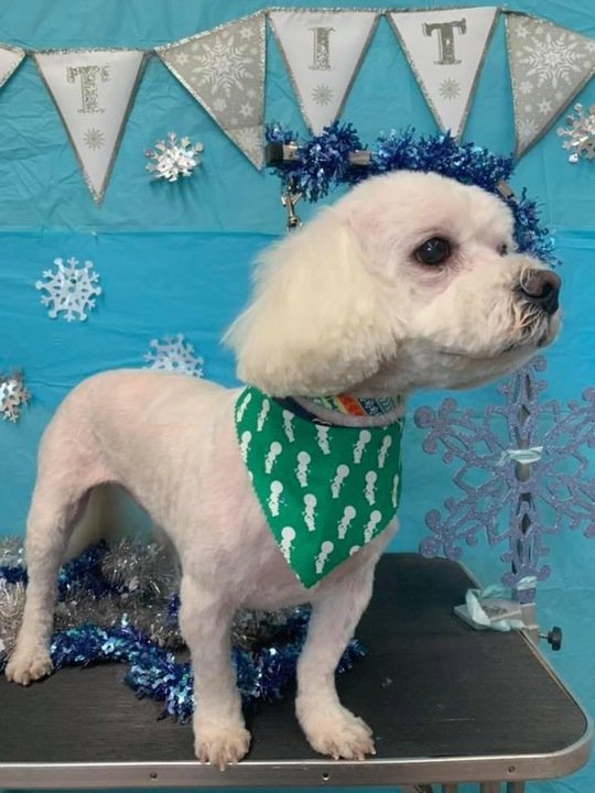 Diane Lynn Pagliaroni - Photo 2