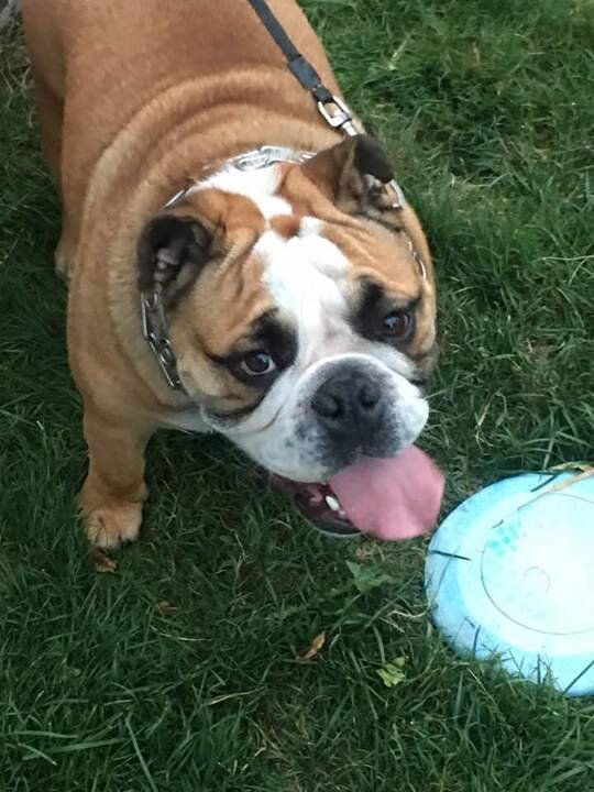 Louis F. Savaglio - Photo 7