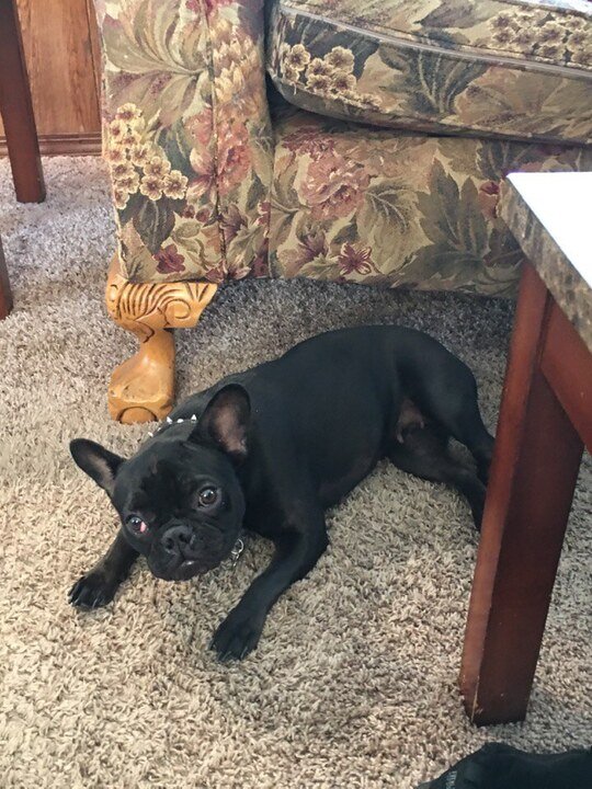 Louis F. Savaglio - Photo 9